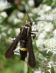 Carmenta pyralidiformis