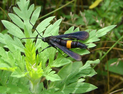 Synanthedon exitiosa