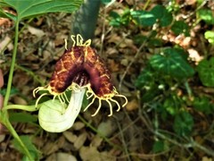 Aristolochia fimbriata