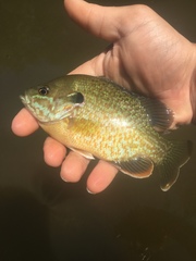Lepomis gibbosus × cyanellus