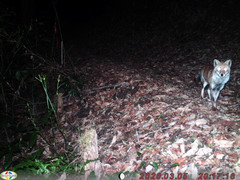 Vulpes vulpes japonica