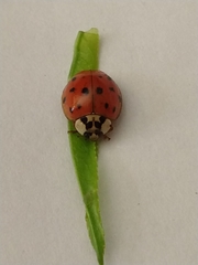 Harmonia axyridis