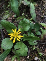Packera pseudaurea