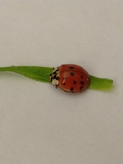 Harmonia axyridis