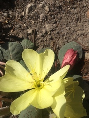 Oenothera xylocarpa