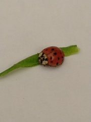 Harmonia axyridis