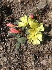 Oenothera xylocarpa