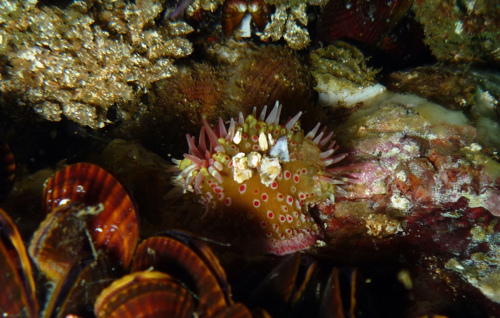 Parantheopsis