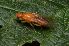 Psila