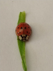 Harmonia axyridis