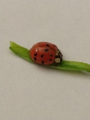 Harmonia axyridis