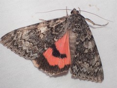 Catocala californica