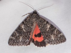 Catocala briseis