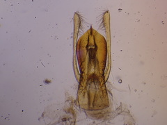 Stenus flavipes