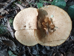Polyporaceae