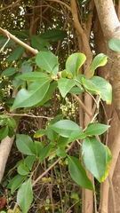 Guapira fragrans