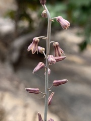 Drimia indica