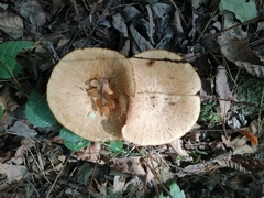 Polyporaceae