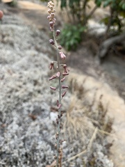 Drimia indica