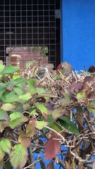 Passer domesticus