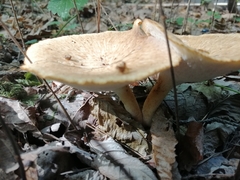 Polyporaceae
