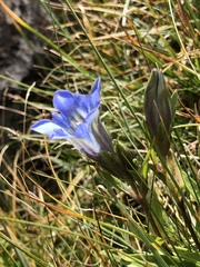 Gentiana kaufmanniana