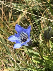 Gentiana kaufmanniana