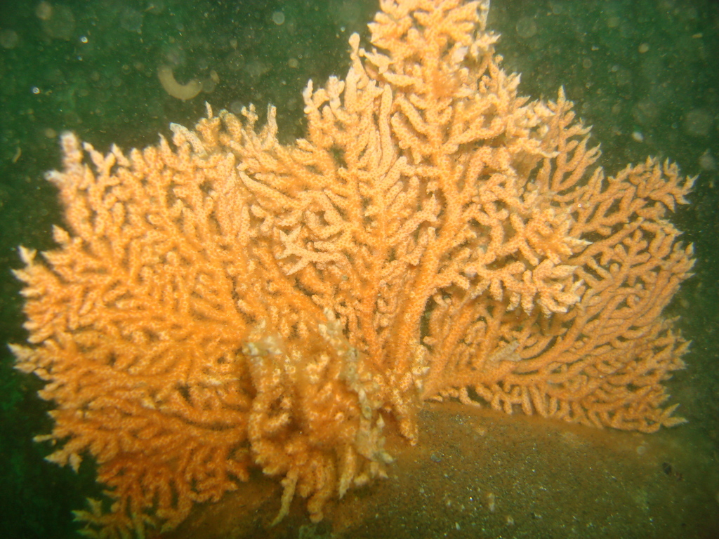 Leptogorgia peruviana