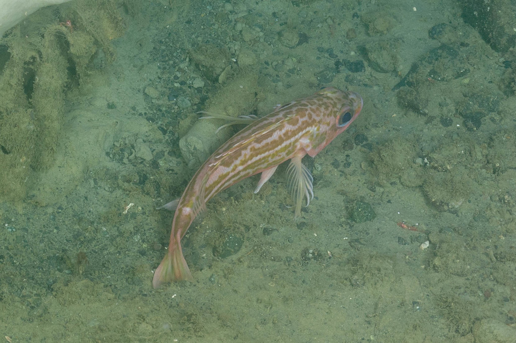 Greenstriped Rockfish (RCA monitoring annotation species ID guide ...