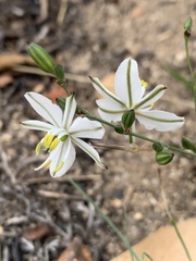 Chlorophytum transvaalense