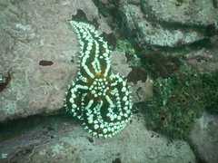 Meyenaster gelatinosus
