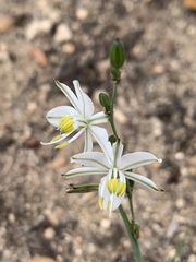 Chlorophytum transvaalense