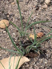 Chlorophytum transvaalense