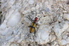 Tegrodera aloga