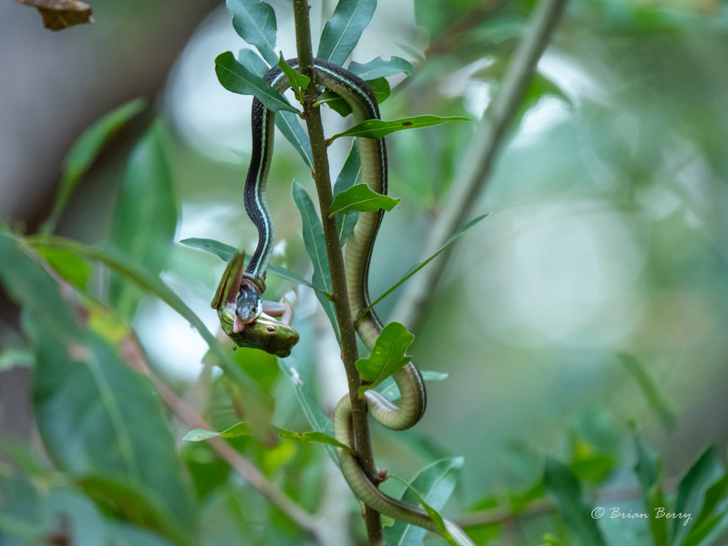 Common Ribbon Snake from Wakulla County, FL, USA on September 23, 2020 ...