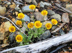 Erigeron aureus