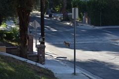 Canis latrans