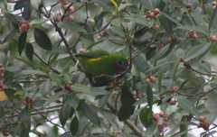 Cyclopsitta diophthalma