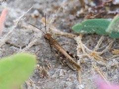 Epacromius pulverulentus