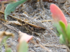 Epacromius pulverulentus