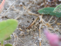 Epacromius pulverulentus