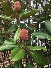 Magnolia