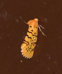 Chrysoecia atrolinea
