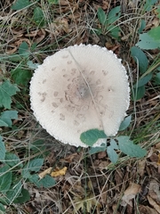 Macrolepiota procera