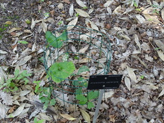Aristolochia pallida castellana