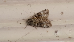 Anaplectoides prasina