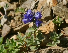 Veronica macrostemon