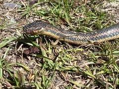 Farancia erytrogramma