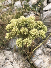 Archangelica brevicaulis