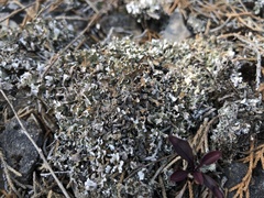 Cladonia magyarica